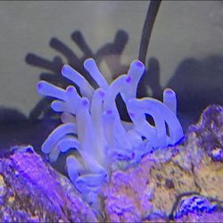 Fake Pink Tip Haitian Anemone 
