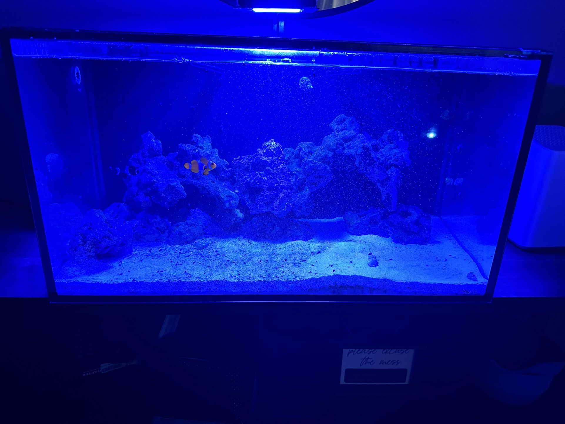 Innovative Marine Aquarium AIO 20 g