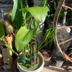 Beautiful Water Plant Blue Flowers In 5 Gallon Water Container.