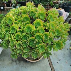 3 Fabulous succulent aeonium big rosettes 10 yrs old bushing Beauty well rooted hurry buy