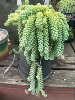 Burros tail / donkeys tail succulent