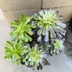 Aeonium Black Kingkong Imported 