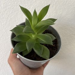 🌿 Haworthia Cooperi Hybrid 🌿  