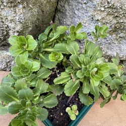 Saxifraga (London Pride) Al Plant, Several In One Pot, Blooming. See All Pics.