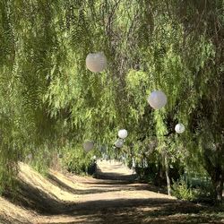 Back yrd  for events in Philips ranch Pomona