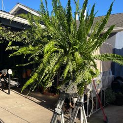 Un bote con muchas matas, de hecho