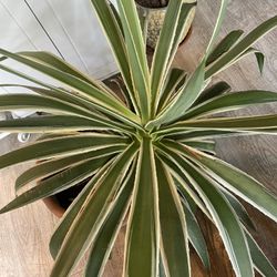 Large Agave Plant