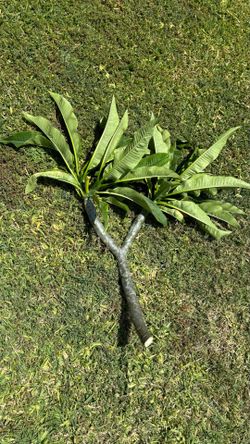 Plumeria Tree branch - White flower