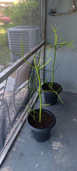 Pencil cactus