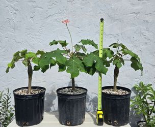 Buddha Belly Jatropha Podagrica Plant Bradenton
