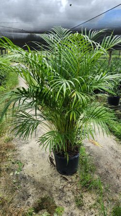 Beautiful Arecas Palms About 6 Feet Tall For Just $45 Instant Privacy Plants Green Fencing Privacy Hedges 