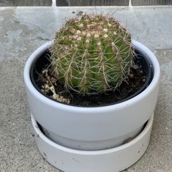 Barrel Cactus in White Ceramic Pot  Cash Only  