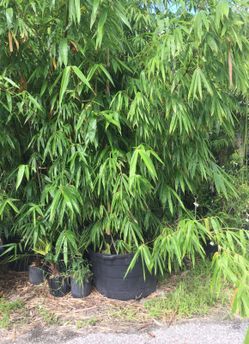 Black bamboo 25 gallon buckets