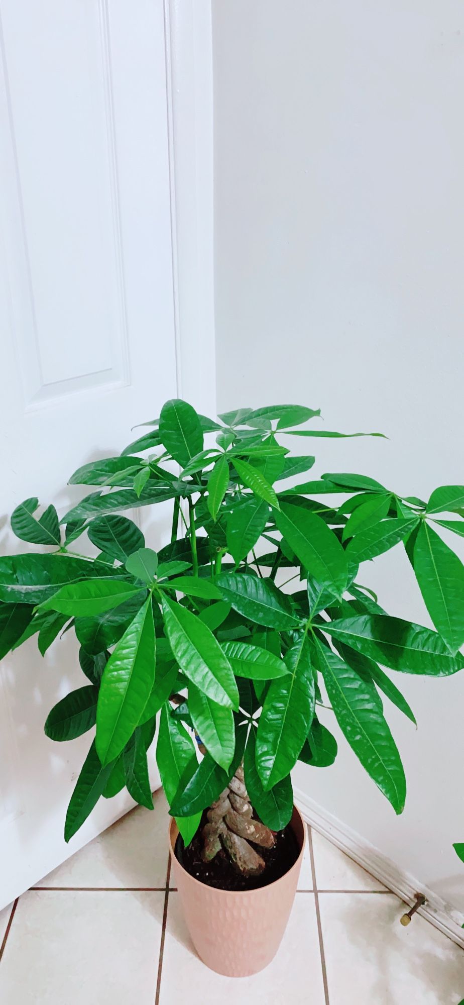 Beautiful Big Money Tree