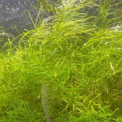 Pogostemon Stellatus Octopus And Water Sprite Freshwater Live Aquarium Plant Pond Aquatic 