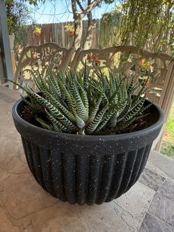 Succulent Zebra