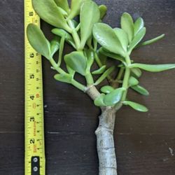 Beautiful Jade Plant Clippings 