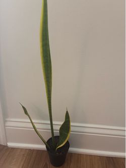 Snake Plant