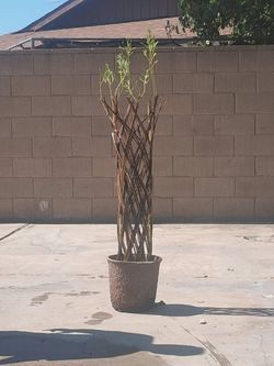 5 foot Braided willow trees