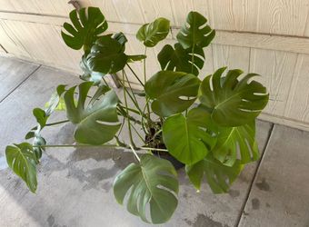Monsterra natural $35