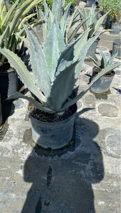 7 Gallons Blue Agave - $50