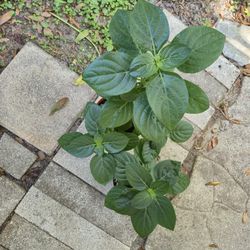 Yesterday, Today And Tomorrow Plants