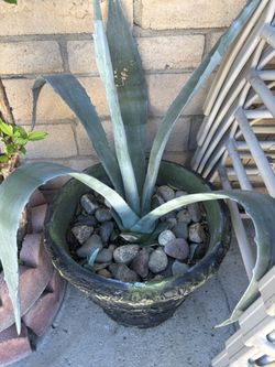 Blue America Agave