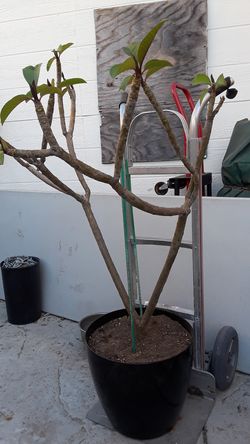 Plumeria,red