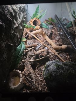 Reptile Enclosure And Reptile