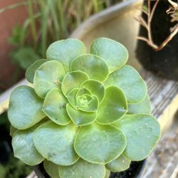 Suculenta