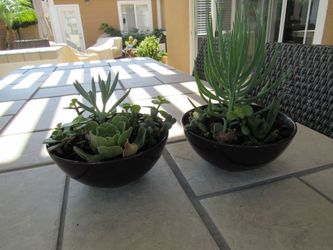 Pair Of Purple Garden Pots With Succulents