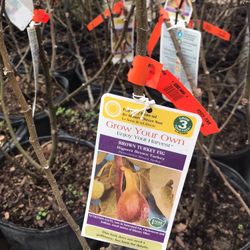 Turkey Brown Fig Dwarf Species Plants Trees 