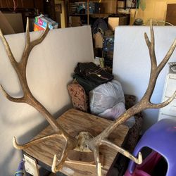 Elk Antlers