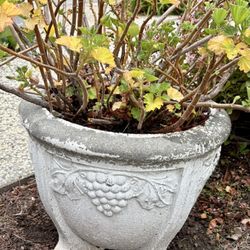(2) Large Antique Cement Garden Plant Urns- Great Condition w/Plants!