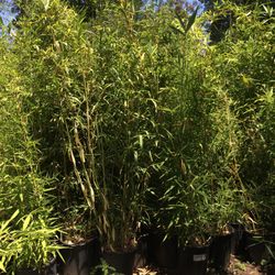🎋BAMBOO PLANTS- MULTIPLE VARIETIES AVAILABLE- APPROXIMATELY 4-6 FEET TALL- IN 5 GALLON SIZE 🎋