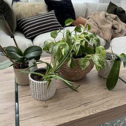 Healthy House Plants
