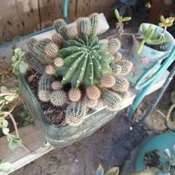 Cactus Y Suculentas 