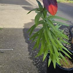 Lily