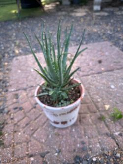 planta de savila decorativa