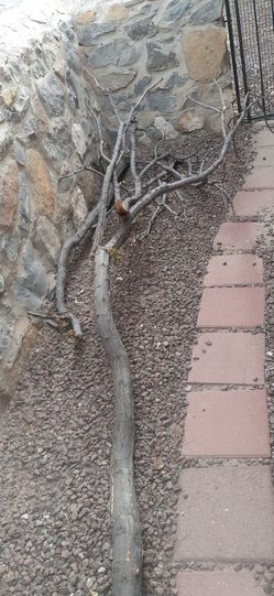 Free 79936 Lila/China berry branches
