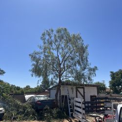 🦨Tree Trimming🦔