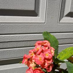 Planta Corona DE Cristo.  Crown Of Thron Plant