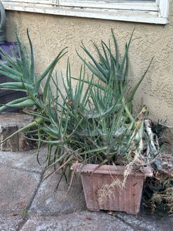 Free aloe plants