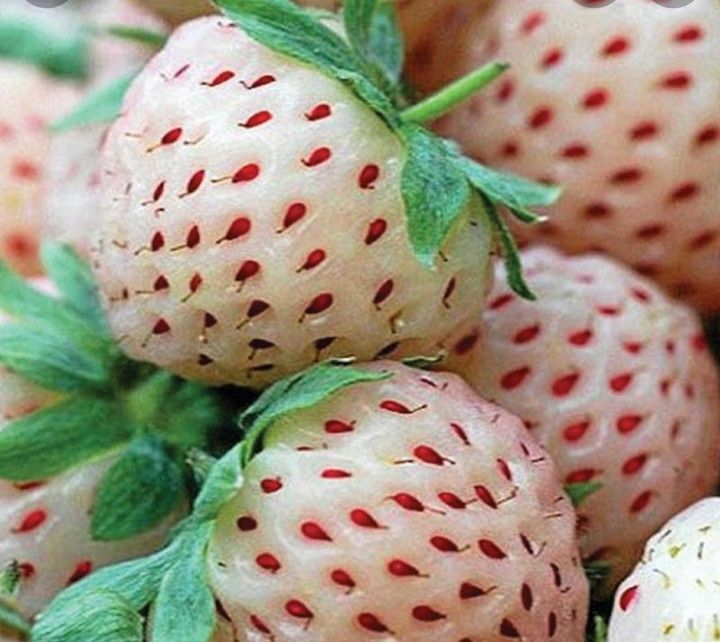Withe Strawberry, Pineberry Plants, Organic