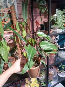 Monstera Burle Marx Flame