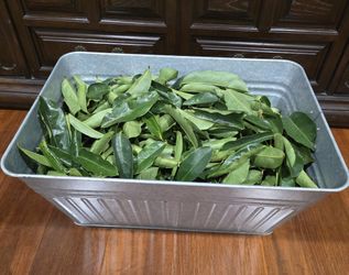 Hojas de guanabana para te
