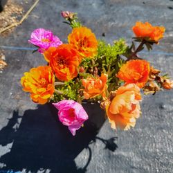 Flowers Succulents And Cacti 