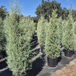 Carolina sapphire, eight foot tall, delivered and planted