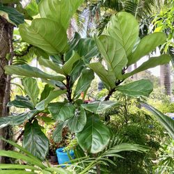 7’ Fiddle Leaf Fig Tree 