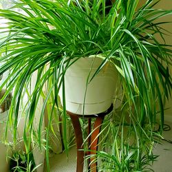 Global Green Spider Plant starter/ House Plant/ Indoor Plant  Flower Patio Garden